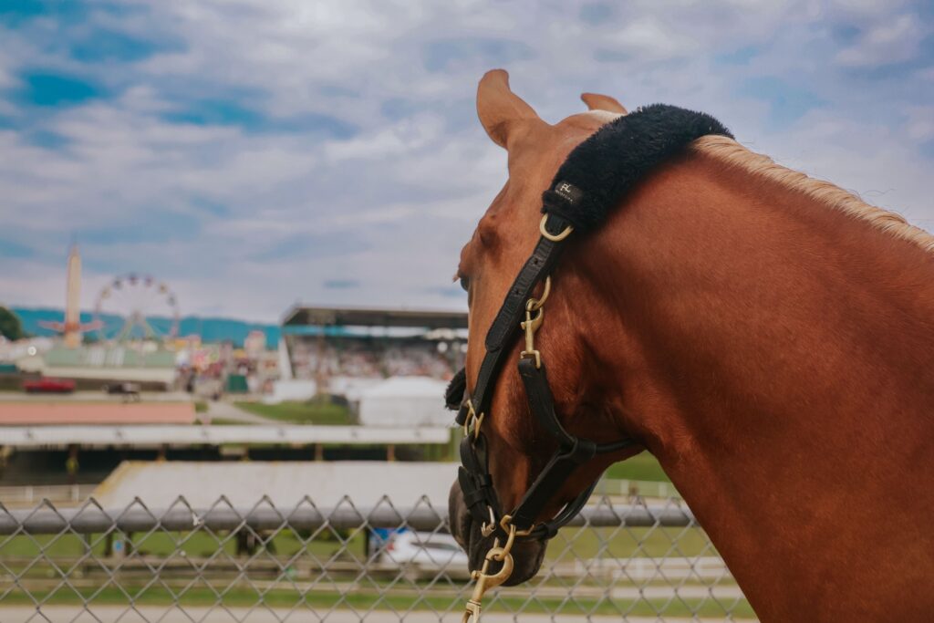 The 100th Annual State Fair of West Virginia to Begin Thursday, August 7 1 455730096 900807838751582 15301713518792011 n